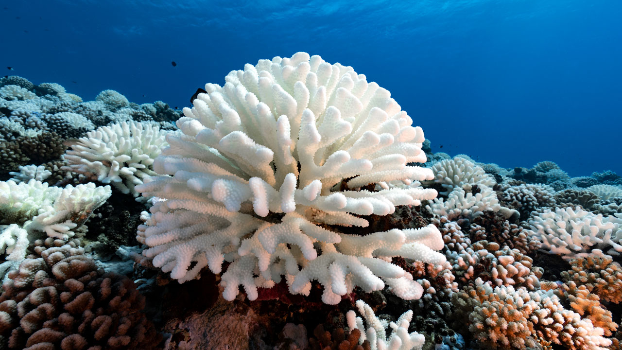 Coraux blanchis en raison du réchauffement climatique, de la surpêche et de l'utilisation de crèmes solaires nocives.